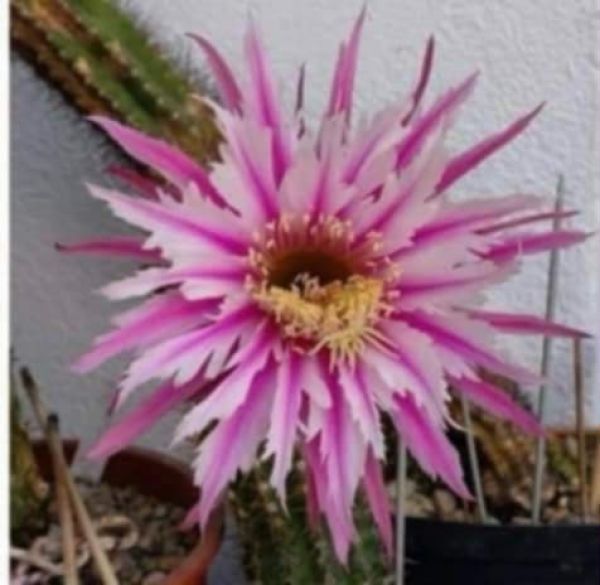 Akersia / Hildewintera hybrid - Babara Kellner
